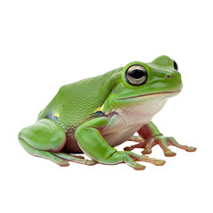 Obraz premium Green tree frog against black background