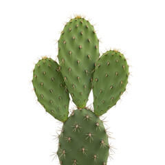 Prickly pear cactus against black background