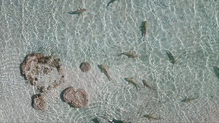 Aerial view capturing blacktip reef sharks gracefully swimming in shallow, crystal-clear waters...