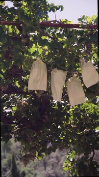 Grapes in bags on the vine, to protect them from insects and weather.
