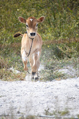 Adorable mini jersey calf running in the pasture