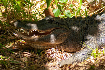 Crocodile 1