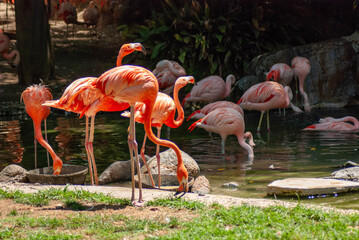 group of pink flamingos