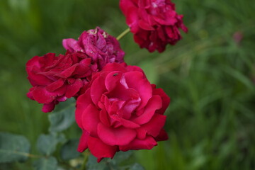 quantum Cambridge valentine roses on different scales and with macro photography