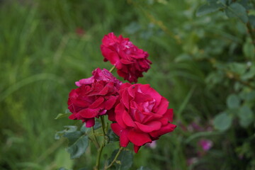 quantum Cambridge valentine roses on different scales and with macro photography
