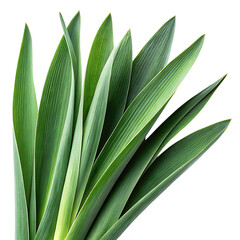 Obraz premium Close up of vibrant green agave plant leaves against a dark background