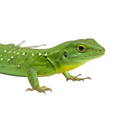 Obraz premium Green lizard profile on black background