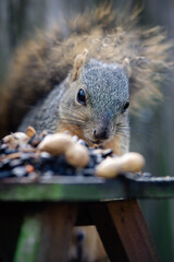 closeup of a squirrel eating nuts on a table with blurred nuts bokeh effect