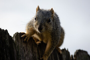 squirrel on a fence