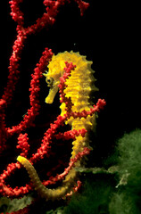 Ippocampo (Hippocampus guttulatus) su gorgonia. Paramuricea chamaleon, Speckled Seahorse Long-snouted seahorse Hairy Seahorse, Hippocampus guttulatus,. Capo Caccia, Porto Conte, Alghero, Sardinia, Ita