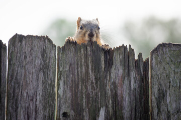 squirrel on a fence