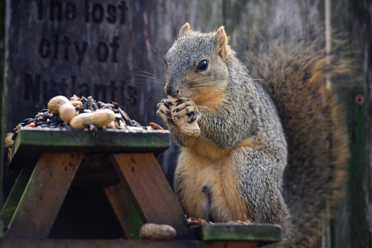 squirrel eating nuts on a picnic bench