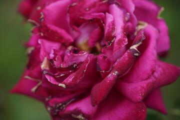 quantum Cambridge valentine roses on different scales and with macro photography