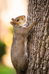 squirrel climbing  on a tree