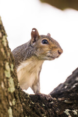squirrel on a tree looking out with notch taken out of ear by another squirrel