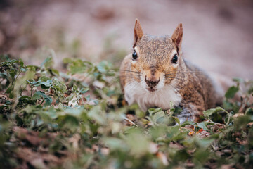 focused closeup of squirrel face with green plant vegetation and bokeh effect 