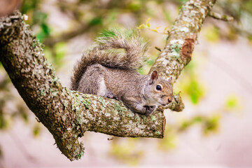 squirrel perched on a tree limb
