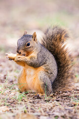 Squirrel eating a peanut sideways