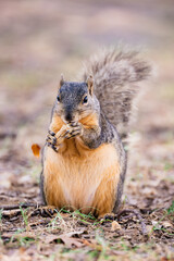Pregnant squirrel eating a peanut