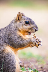Squirrel eating while standing up