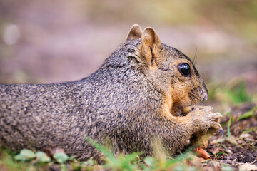 Squirrel eating while laying down