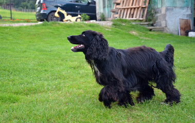 Long-Haired Black Dog on Green Grass.