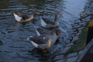 Group Grey Geese Swimming Calm