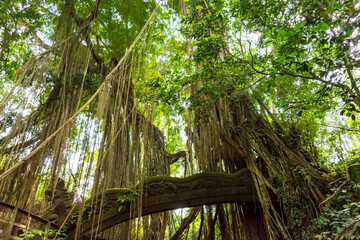 Obraz premium Dragon Bridge in Monkey Forest Sanctuary, Ubud, Bali, Indonesia