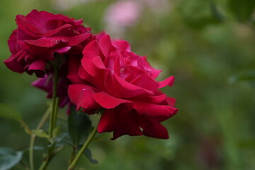 quantum Cambridge valentine roses on different scales and with macro photography