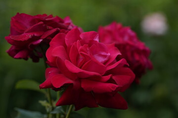 quantum Cambridge valentine roses on different scales and with macro photography