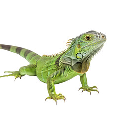 Obraz premium Green iguana isolated against a black backdrop