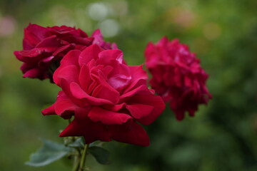 quantum Cambridge valentine roses on different scales and with macro photography