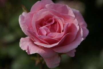 quantum Cambridge valentine roses on different scales and with macro photography