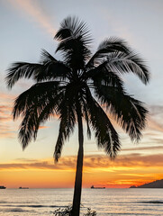 Silhouette of palm tree during sunset in Kota Kinabalu Odec beach with palm tree background with copy space © cn0ra