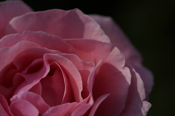 quantum Cambridge valentine roses on different scales and with macro photography