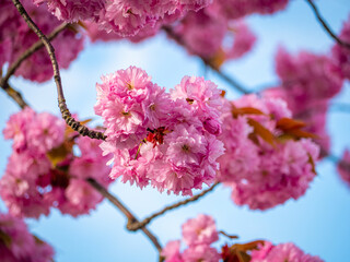 Cherry blossoms in full bloom at Superkilen Park, Nørrebro, Copenhagen—vibrant pink petals and...
