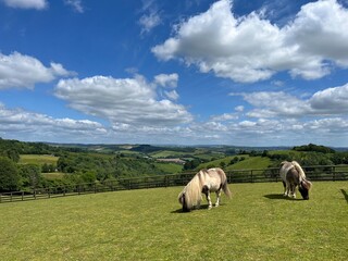 Fototapeta premium Ponies on Green Meadow at Pennywell Farm, Sunny Day in England