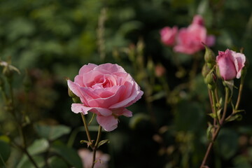 quantum Cambridge valentine roses on different scales and with macro photography