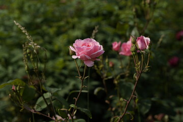 quantum Cambridge valentine roses on different scales and with macro photography