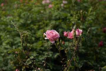 quantum Cambridge valentine roses on different scales and with macro photography