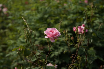 quantum Cambridge valentine roses on different scales and with macro photography