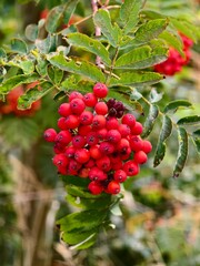 Rowan beautiful colorful red summer fruit of nature