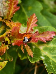 Ladybug beetle on red oak leaf