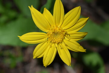 Mountain sunflower