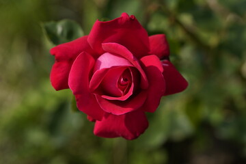quantum Cambridge valentine roses on different scales and with macro photography