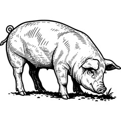 Vintage Woodcut Style Illustration of a Pig Grazing, Farm Animal Engraving, Rustic Black and White Livestock Art