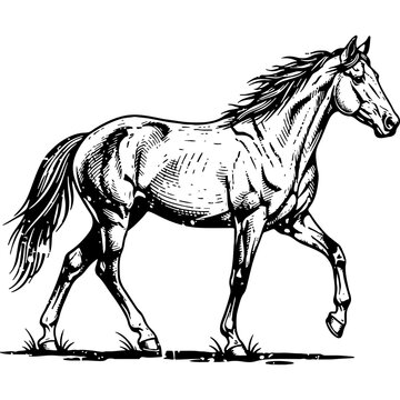 友人が書いた馬の頭部の色鉛筆イラスト 馬のスケッチ」の写真素材 | 165,864件の無料イラスト画像