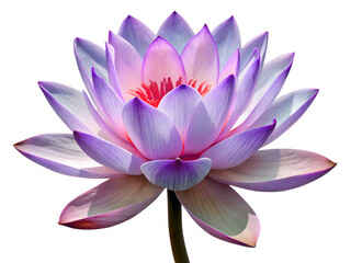 A beautiful purple and pink lotus flower in full bloom isolated on transparent background