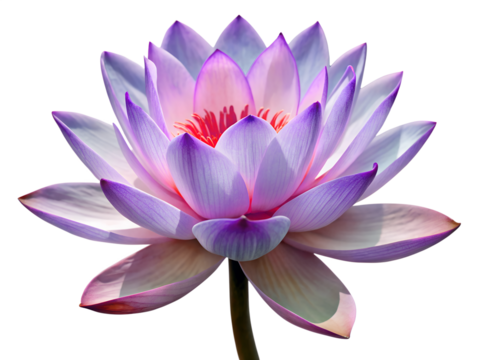 A beautiful purple and pink lotus flower in full bloom isolated on transparent background