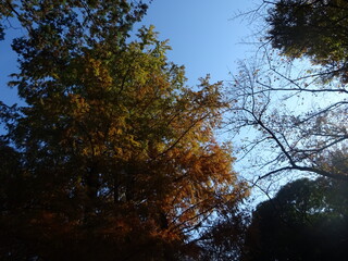 色づく木々と青空